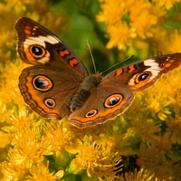 Butterfly and yellow flowers