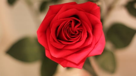 A Blooming Rose for Alex (lumber_jacck) - beautiful, red, rose, gift, blooming