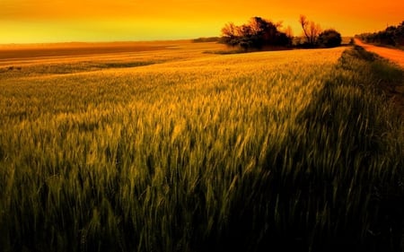 Warm Field - wheat, hot, summer, field, path, road, nature, view, beautiful, scenery, sunny