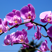 PURPLE ORCHIDS