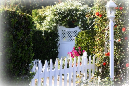 rose garden gate - flowers, rose, gate, garden