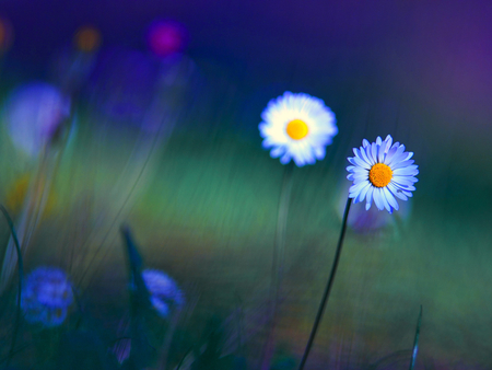 BLUE DAISIES - nature, flowers, daisies, blue