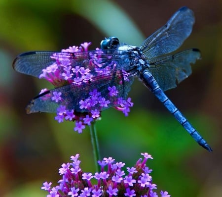 Dragonfly - wing, purple, insect, flower, dragonfly