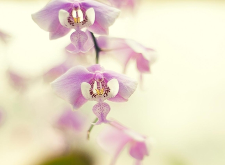 orchid - tree, flower, pink, beautiful