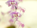 orchid