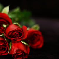 red roses