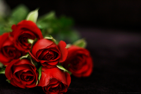 red roses