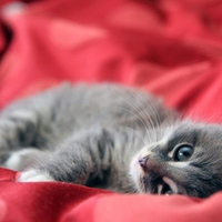 lazy kitty