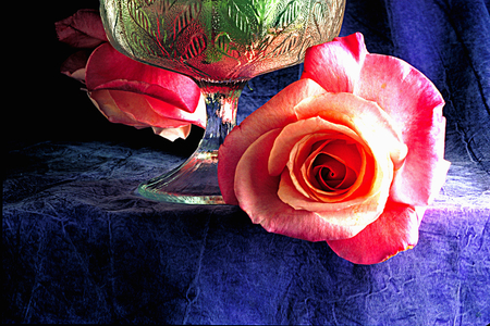 red rose - flowers, red, still life, rose