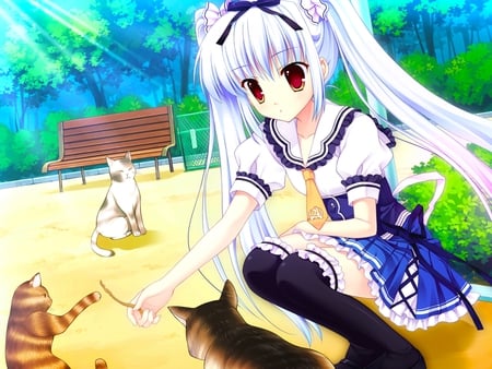 Playing with cats - cat, girl, brown eyes, twintails, long hair, anime girl, kawai, mitha, seifuku, kusunoki kukune, game cg, yuyukana, anime, animal, cute, white hair