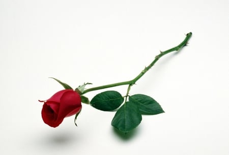 rose - single, bud, rose, red