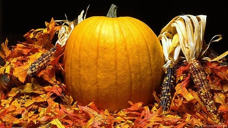 Autumn colors - autumn, pumpkin, thanksgiving, leaves, colors, decoration