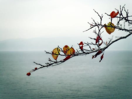 Autumn leaves - leaves, nature, beauty, lonely