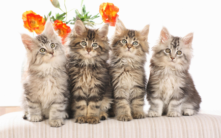 Cats - flowers, cat, cats, animals