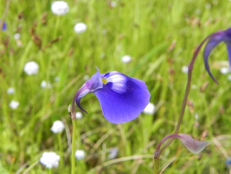 Purple - beauty, lonely, grass, flower