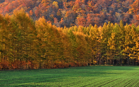 Colourful Forest - fall, colour, autumn, meadow, field, forest, sky, leaves