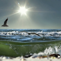 birds at the beach