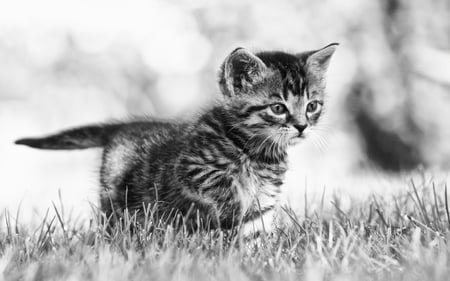 Kitty - adorable, cat, kitty, black and white, bw, cute, kitten