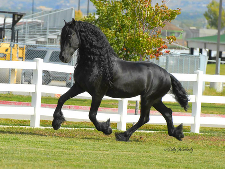 Beautiful horse:) - horses