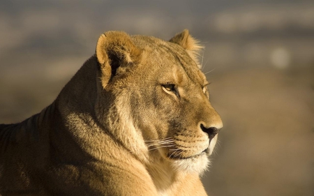 LIONESS - big cats, lioness, animals, queen