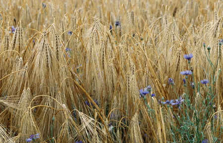 Amber Waves - field, flower, amber, gold