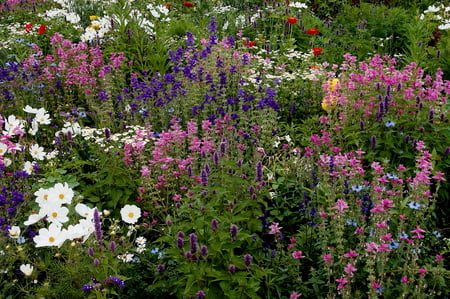 Flowery Fields - flowers, field, wild flower, green