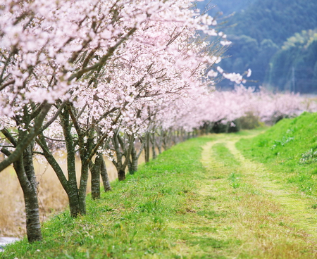 Nature's Lovely Path - field, pink trees, grass, lane