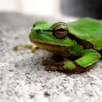 Green Frog