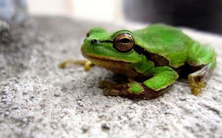 Green Frog - lake, frog, amphibian, water, green