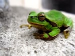 Green Frog