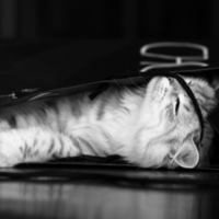 Kitty's Bag