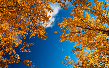 Autumn Sky - nature, sky, autumn, rust, clouds, blue, leaf