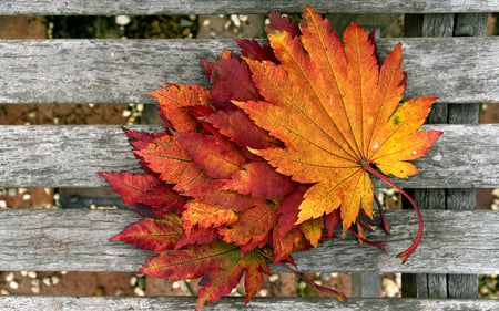 Autumn Leaf - rust, nature, leaf, autumn