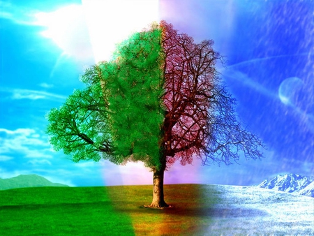 Beautiful Photo Manipulation - tree, photo, manipulation, beautiful