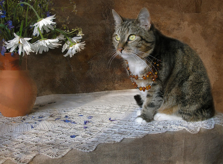 ready for a party - flowers, pet, nature, ready, cat, animals, party