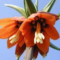 Orange bells