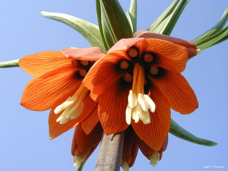 Orange bells - Flowers & Nature Background Wallpapers on Desktop Nexus ...