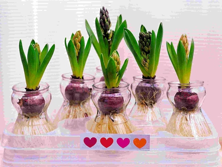 Flower-Bulbs-Forcing - picture, cool, bulbs, forcing, flower