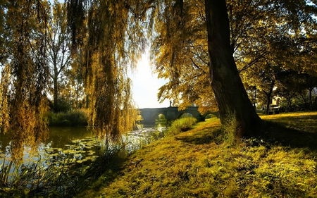 Old Willow - brige, river, water, sunny, old, willow