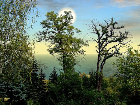 Top moon - moon, sky, tree, forest