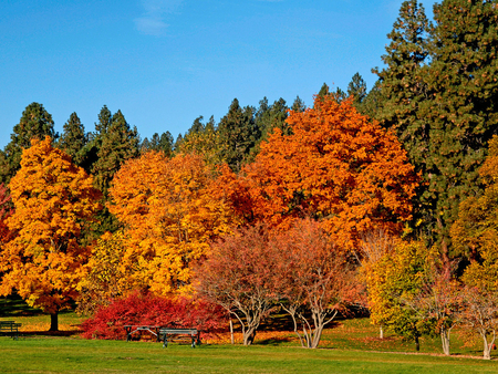 Autumn forest - forest, field, tree, nature, autumn