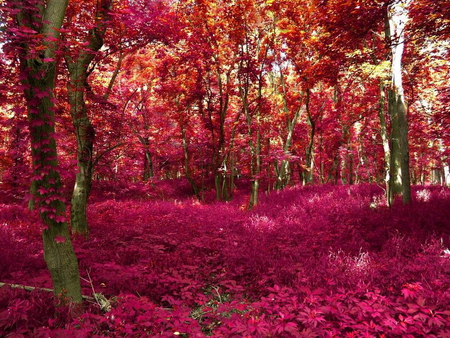 Red trees - tree, forest, nature, autumn