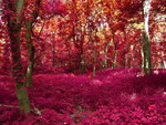 Red trees