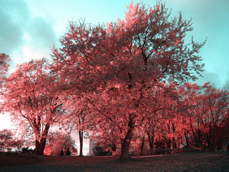 Autumn trees - red, sky, tree, nature, autumn