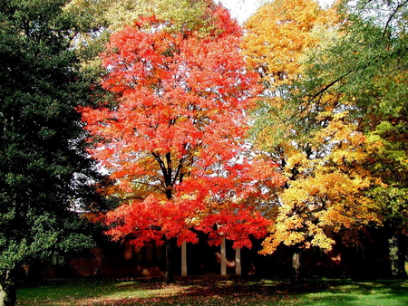 Autumn trees - tree, forest, nature, autumn