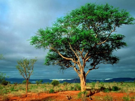 Colors of the nature - sky, tree, nature, autumn