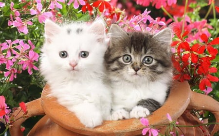 For Miss Kate - flowers, grey and white, white, kittens, garden, red, pink