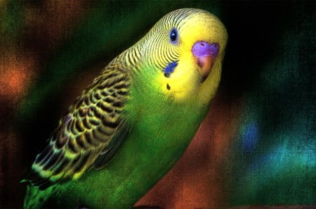 Little green - budgie, yellow, green, pet, black, bird