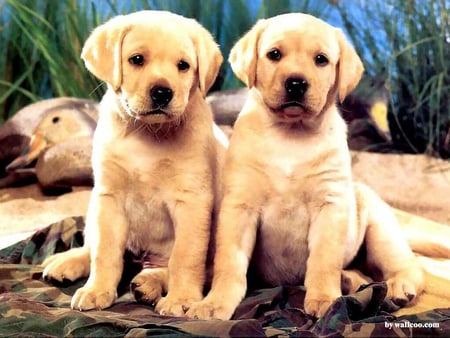 Sweet labradors - puppy, dog, animal, pet, friend