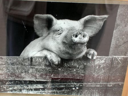 Pig - pig, animal, stable, cute